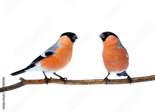 a couple of bright red birds bullfinches sitting on the branch isolated on white background © nataba