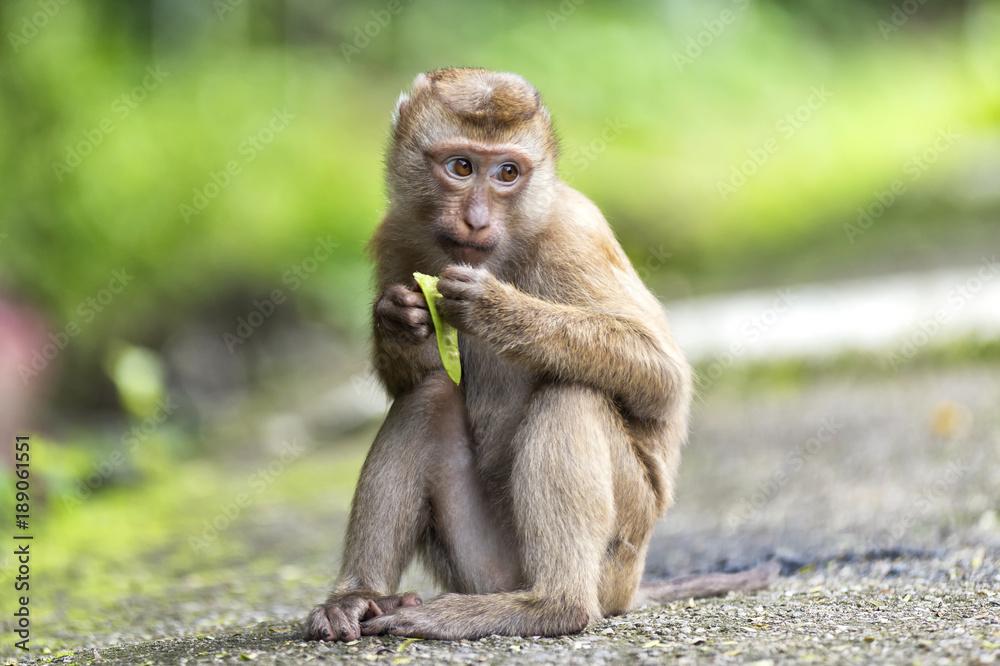 Monkey eat vegetable Monkey eat vegetable