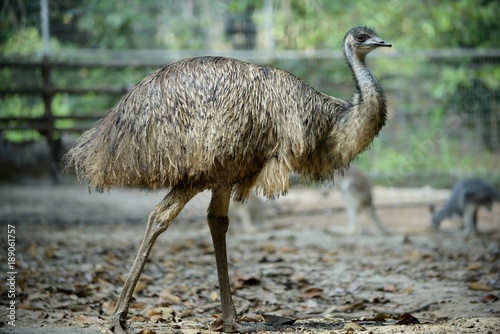 Emu