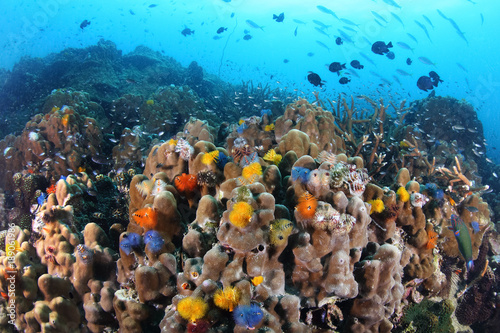 Christmas Tree Worm , growing in a calcareous tube on dome coral underwater reef , Koh Tao ,Thailand