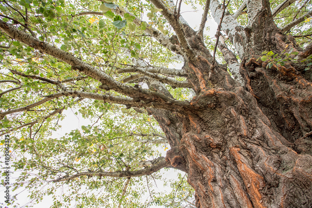 Fototapeta premium A big old poplar tree with an impressive trunk