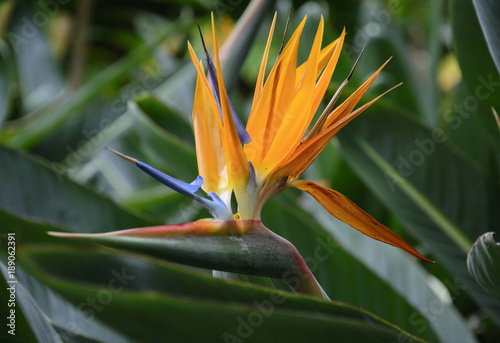 strelitzia reginae in garden on Trenerife; Canary Islands