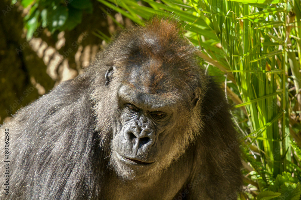 Naklejka premium lowland gorilla close up head