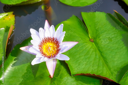 Picture of a lotus flower  selective focus