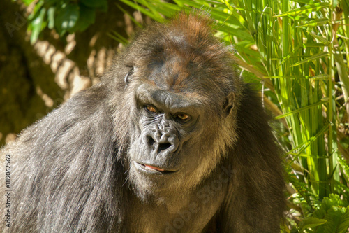 Close up of Lowland Gorilla
