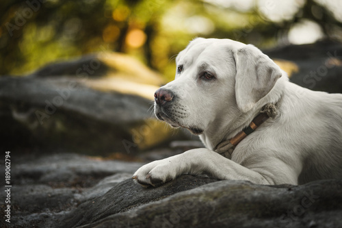 beautiful portrait of white cute labrador retriever dog puppy lying in the forest