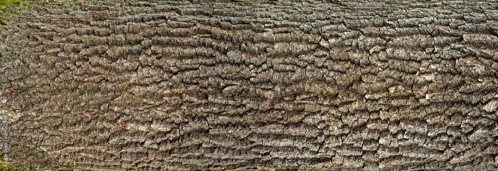 Relief texture of the bark of oak with green moss and blue lichen on it. Panoramic image of a tree bark texture. Relief texture of the bark of oak with green moss and blue lichen on it. Panoramic image of a tree bark texture.