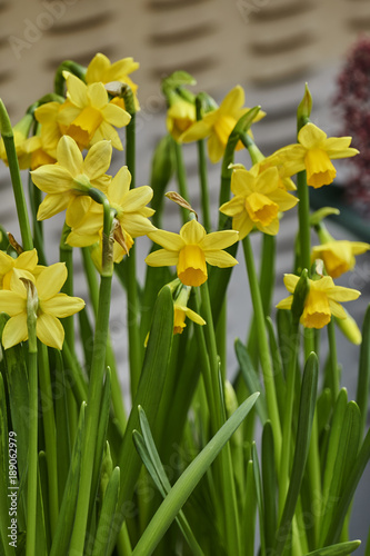 Fototapeta Naklejka Na Ścianę i Meble -  daffodils bloom in spring in the garden
