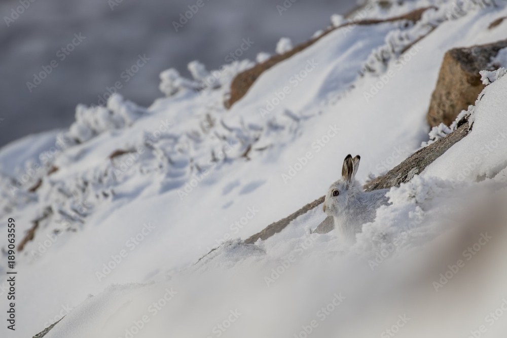 mountain hare sitting, resting on a heather and snow covered slopes in the cairngorms national park, scotland in january, winter, glen.