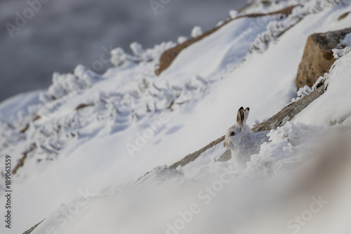 Obraz na płótnie mountain hare sitting, resting on a heather and snow covered slopes in the cairngorms national park, scotland in january, winter, glen. w salonie