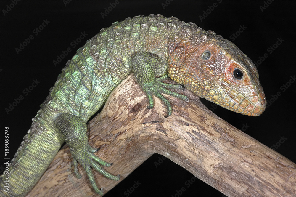 Naklejka premium lezard dracaena guianensis mangeur d'escargots