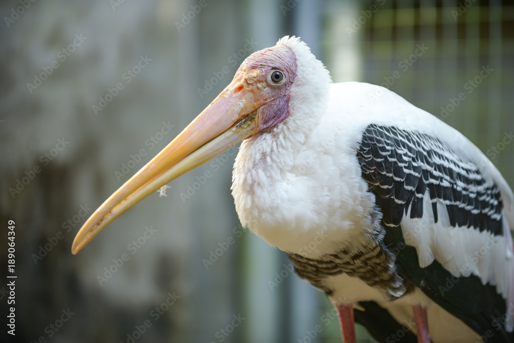 painted stork in the cage