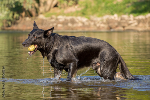 Black German Shepherd retrieving object from water, Italy