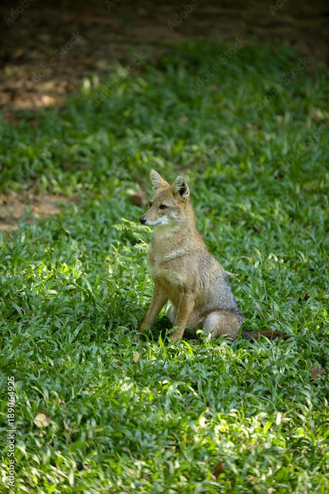 Obraz premium golden jackal