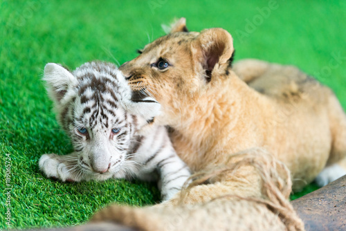 baby tiger and baby lion