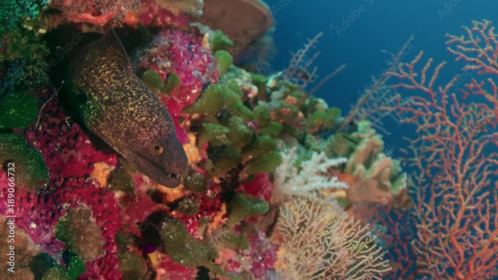 Yellow-edged moray eel (Gymnothorax flavimarginatus) in the tropical colouful pinkcoral reef, WAKATOBI, Indonesia, slow motion Yellow-edged moray eel (Gymnothorax flavimarginatus) in the tropical colouful pinkcoral reef, WAKATOBI, Indonesia, slow motion