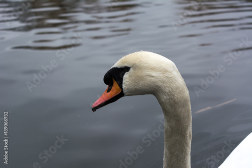 Swan head portrait on a lake