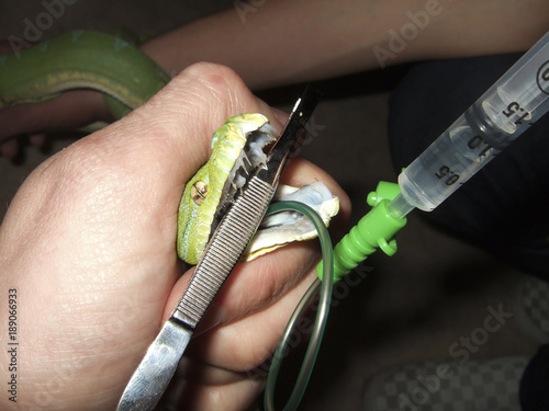 soins vétérinaire sur un serpent NAC