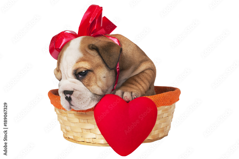 English bulldog puppy for Valentine