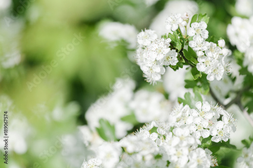 White blossoms with shallow depth of field. © Borislav