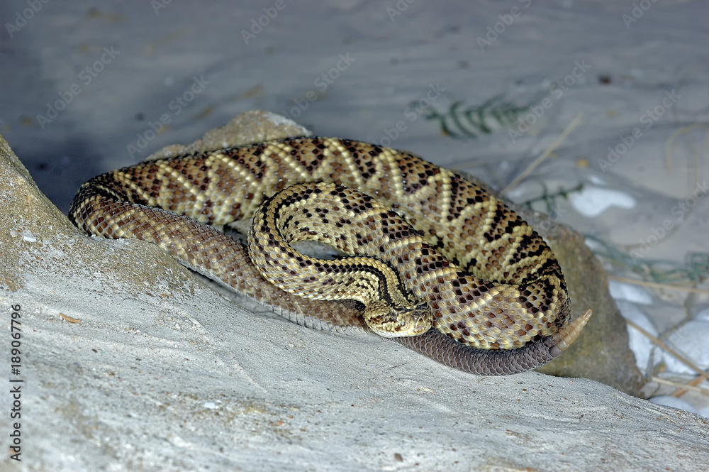 Naklejka premium serpent crotale diamantin