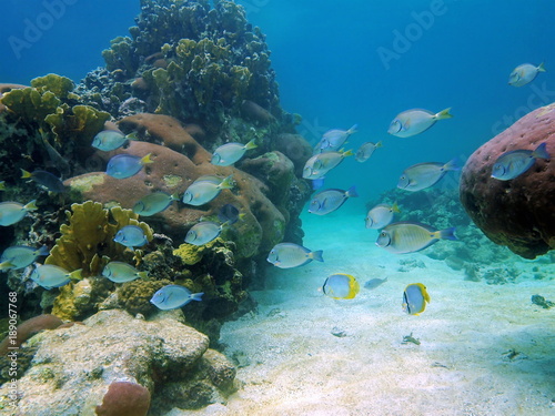 School of fish surgeonfish and doctorfish underwater on a coral reef, Caribbean sea