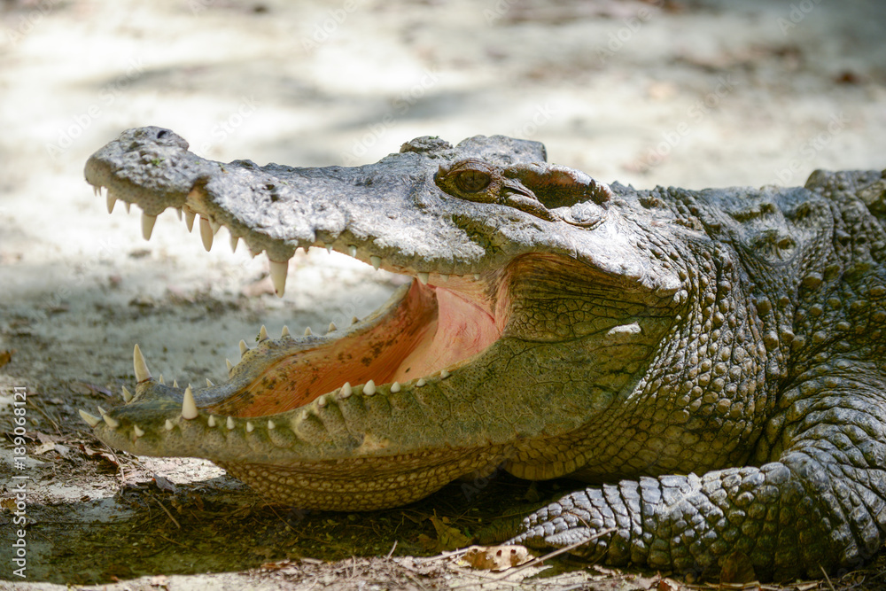 Fototapeta premium Crocodile mouth