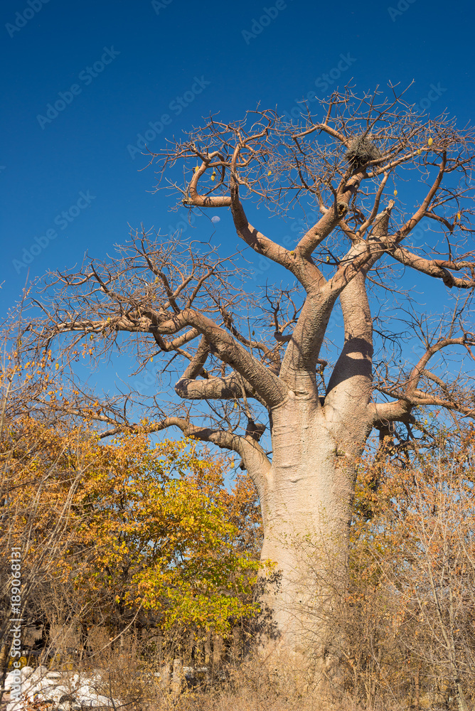 Baobab plant and moon in the african savannah with clear blue sky. Botswana, one of the most attractive travel destination in Africa.