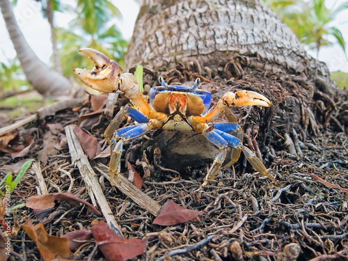 A blue land crab, Cardisoma guanhumi, at the foot of a coconut tree trunk, Caribbean, Panama photo