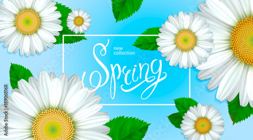 Spring collection. Flowers chamomile, green leaves and white frame on a blue background. Design for greeting cards, banners, calendars, posters, invitations, advertising, announcements of sales.