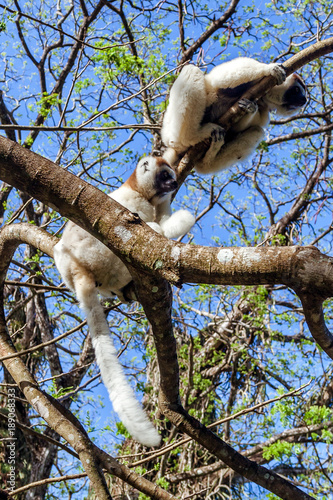 Sifaka lemur photo