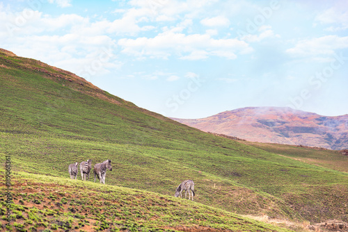 Zebras grazing in the mountain at Golden Gate Highlands National Park, travel destination in South Africa.