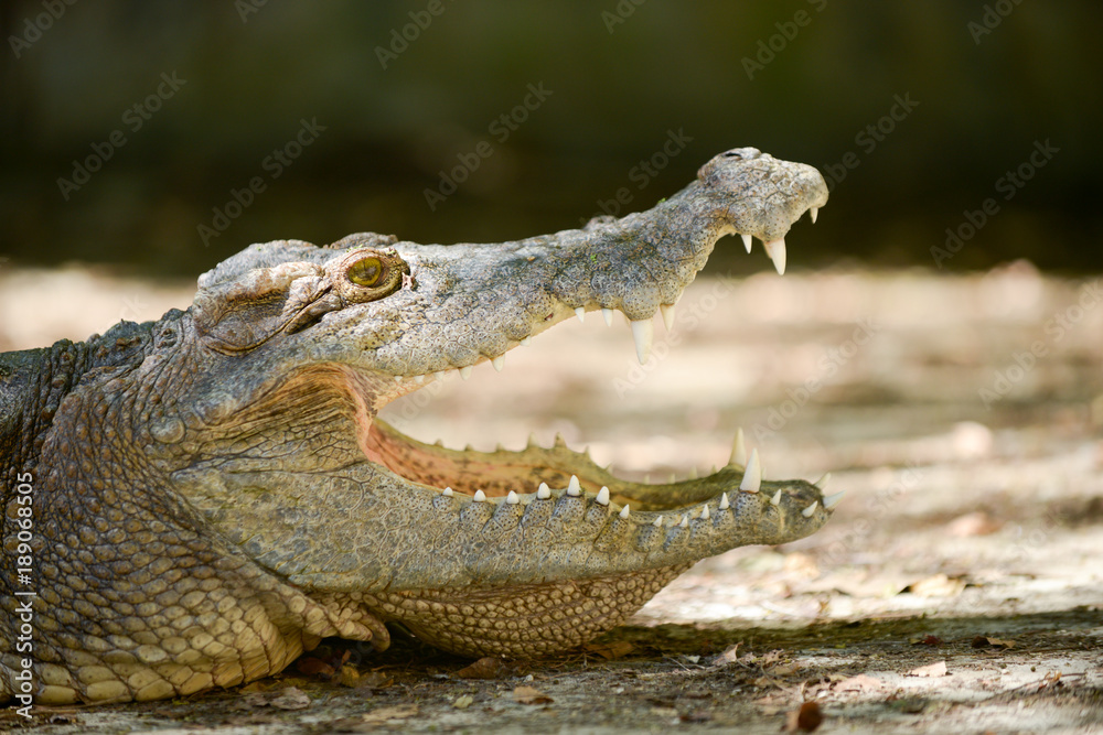 Obraz premium Crocodile mouth