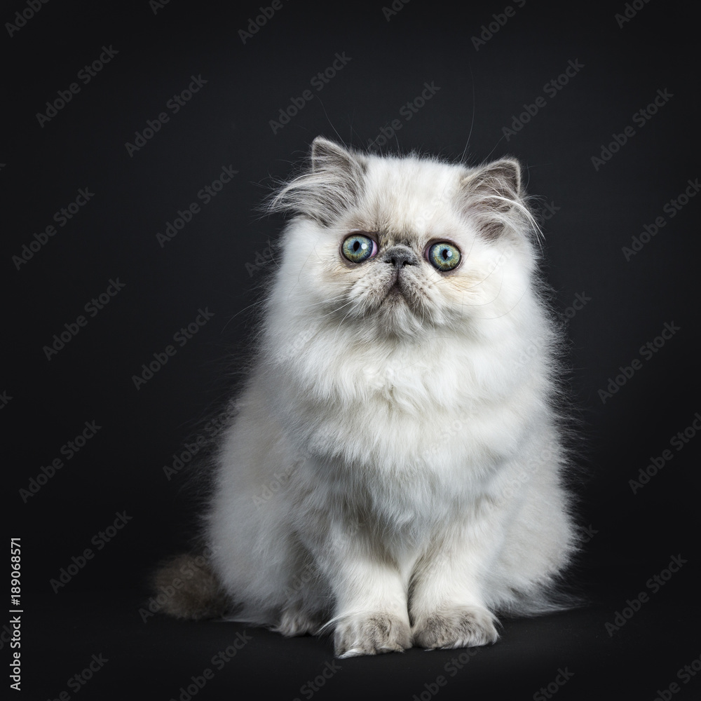 Persian longhair cat / kitten sitting isolated on black background looking straight in camera Persian longhair cat / kitten sitting isolated on black background looking straight in camera