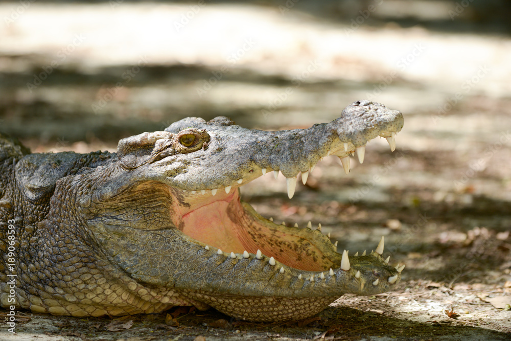 Fototapeta premium Crocodile mouth