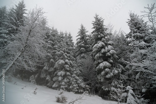 Nature covered in snow during deep winter. Slovakia