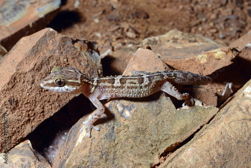 Madagaskar Großkopfgecko (Paroedura stumpffi) - Stumpff's Madagascar Ground Geckos 