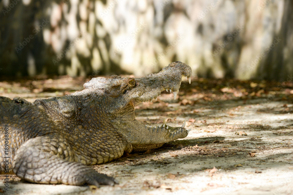 Fototapeta premium Crocodile mouth
