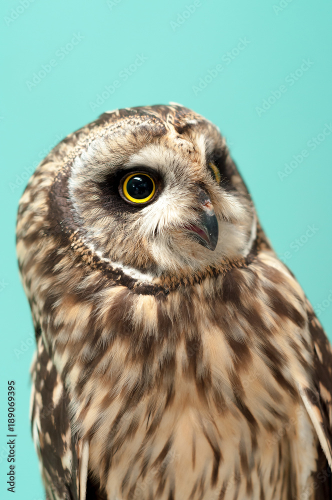 Fototapeta premium owl