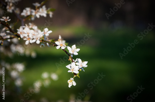 Spring tree blossom background . Selective focus and shallow depth of field.