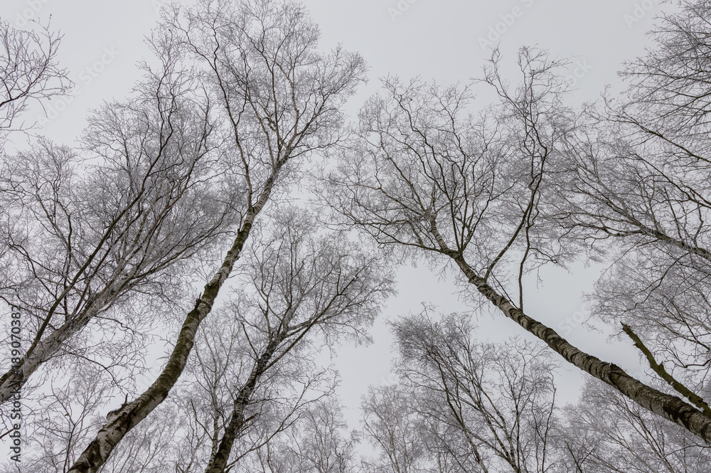 High trees with snow on branches High trees with snow on branches