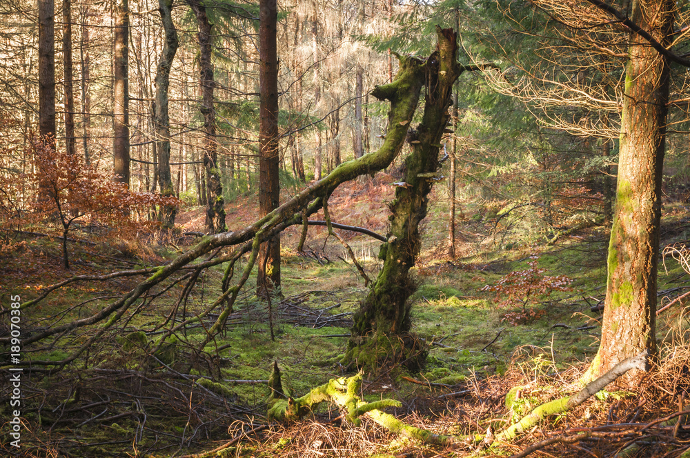 Broken Tree / A landscape image of a fallen tree deep in Faskally Wood near Pitlochry, Perth and Kinross, Scotland. Broken Tree / A landscape image of a fallen tree deep in Faskally Wood near Pitlochry, Perth and Kinross, Scotland.