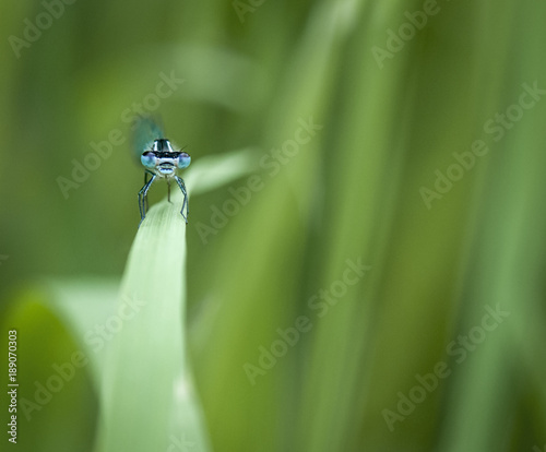Common Blue Damselfly / A macro image of a Common Blue Damselfly, Enallagma cyathigerum, looking straight at the camera