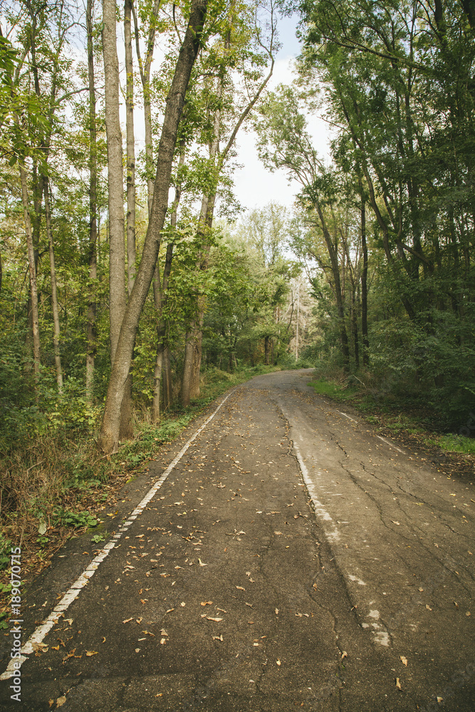 Fototapeta premium Autumn road in the forest