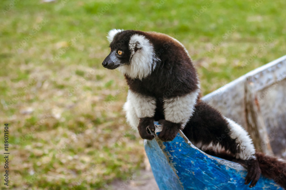 Fototapeta premium Lemur Vari