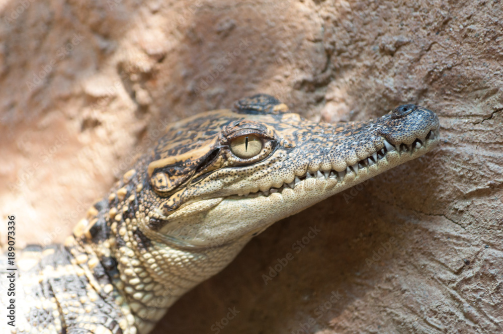 baby crocodile