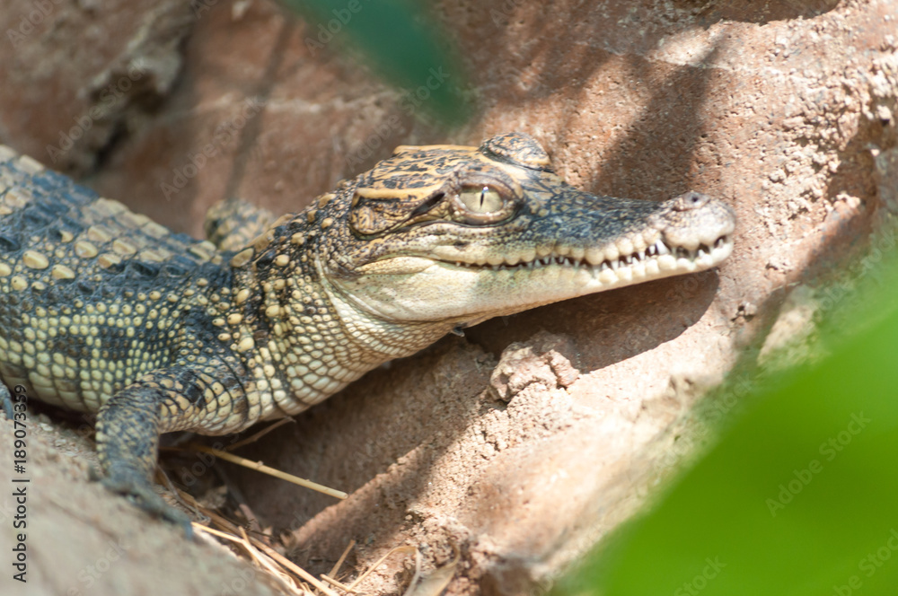 Fototapeta premium baby crocodile