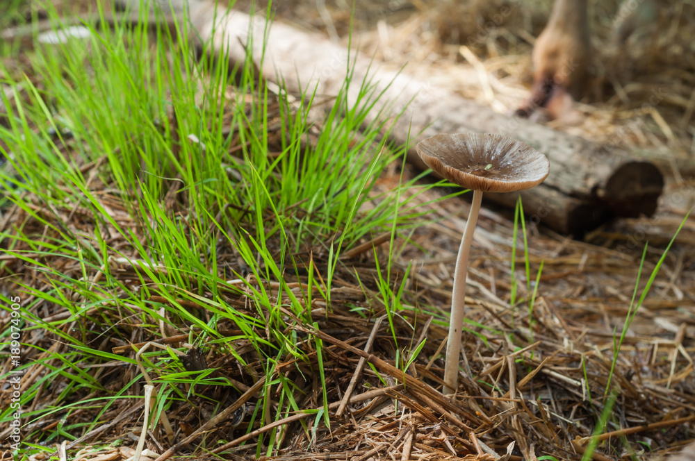 Fototapeta premium Mushroom