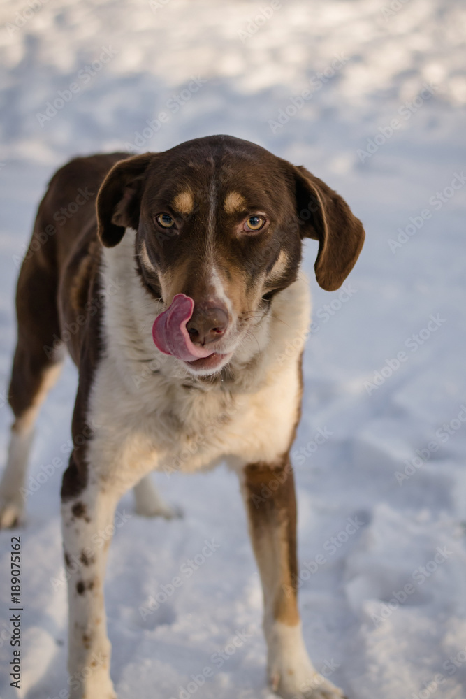 Stray dog in winter. A stray dog in the snow. Portrait of a mixed breed of white-brown dog on a winter street. Portrait of a beautiful dog. Close-up photo of a dog. A dog in the winter forest.