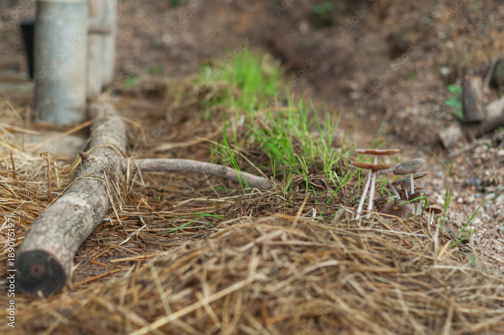 Obraz premium Mushroom